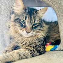 Thumbnail photo of Fizz #2