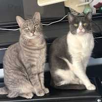 Thumbnail photo of Big Boy and Mr. Man #1