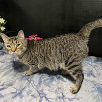 Thumbnail photo of Potato #3