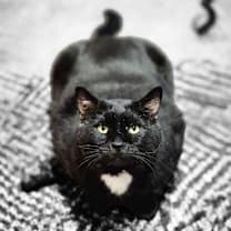 Thumbnail photo of Moe Szyslak #1