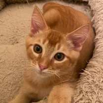 Thumbnail photo of Carrot Cake #2