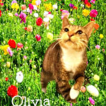Thumbnail photo of Olivia #1