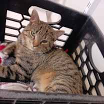 Thumbnail photo of Joffrey #3