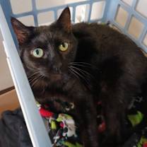 Thumbnail photo of Olive #4