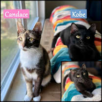 Thumbnail photo of Kobe #1