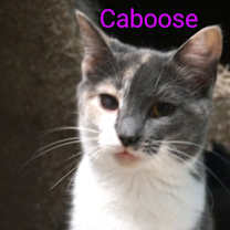 Thumbnail photo of Caboose #1
