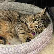 Thumbnail photo of Bogie #3