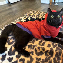 Thumbnail photo of Jinx #4