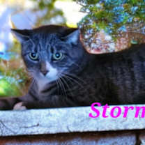 Thumbnail photo of Storm #1