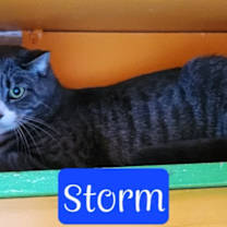 Thumbnail photo of Storm #2