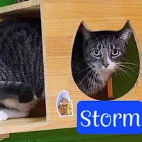 Thumbnail photo of Storm #3