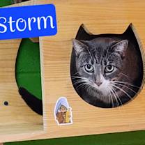 Thumbnail photo of Storm #4