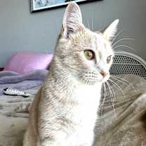 Thumbnail photo of Tibbles #1