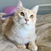 Thumbnail photo of Tibbles #2