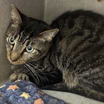 Thumbnail photo of Butterscotch #2