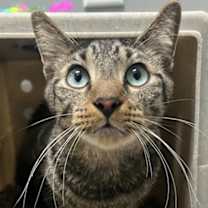 Thumbnail photo of Butterscotch #3