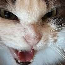 Thumbnail photo of Ms Kitty #2