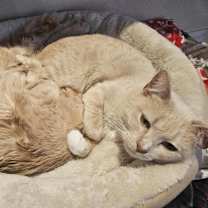 Thumbnail photo of Millie - BONDED TO TILLIE #2