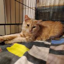 Thumbnail photo of Tillie - BONDED TO MILLIE #3