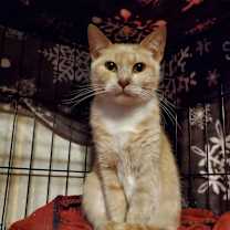 Thumbnail photo of Millie - BONDED TO TILLIE #3