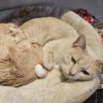 Thumbnail photo of Tillie - BONDED TO MILLIE #4