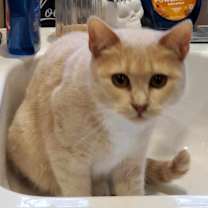 Thumbnail photo of Millie - BONDED TO TILLIE #4