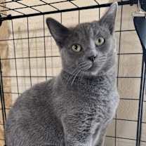 Thumbnail photo of Baloo #4