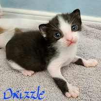 Thumbnail photo of Drizzle #3
