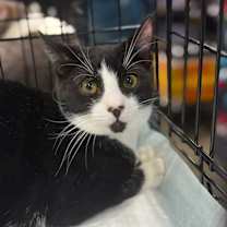 Thumbnail photo of Targee #1