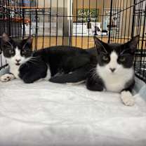 Thumbnail photo of Targee #2