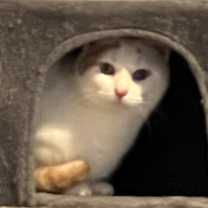 Thumbnail photo of Champagne #2