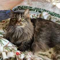 Thumbnail photo of Ivy #3