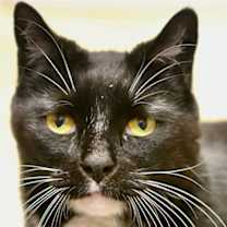 Thumbnail photo of Shadow - Available In Foster #1