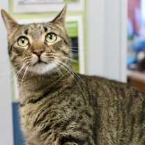 Thumbnail photo of Napoli - Available in Foster #2