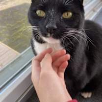 Thumbnail photo of Shadow - Available In Foster #2