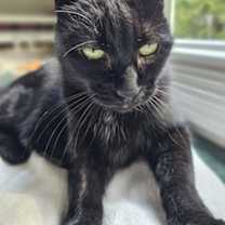 Thumbnail photo of Pepsi - Available in Foster #3