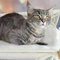 Thumbnail photo of Ostria #3