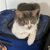 Thumbnail photo of Luna - Joy and Fun #1