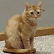 adopt-pet