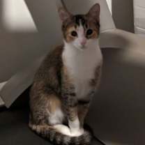 adopt-pet