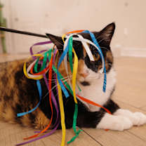 Thumbnail photo of Pippa #4