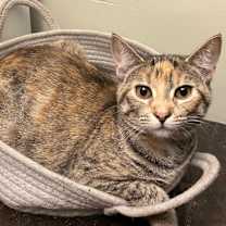 Thumbnail photo of Strawberry Short Cake #1