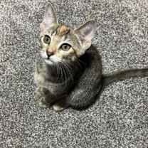 Thumbnail photo of Oatmeal Creme Pie #3