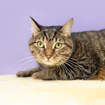 Thumbnail photo of Penelope aka Penny #4