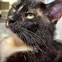 Thumbnail photo of Memphis #3