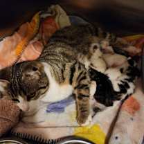 Thumbnail photo of Daphne #4