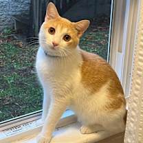 Thumbnail photo of Copper #1