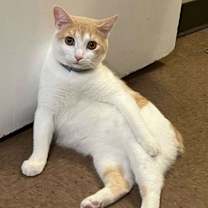 Thumbnail photo of Copper #3