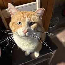 Thumbnail photo of Marlowe #2