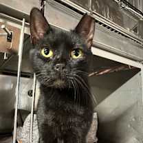 Thumbnail photo of Coraline #1